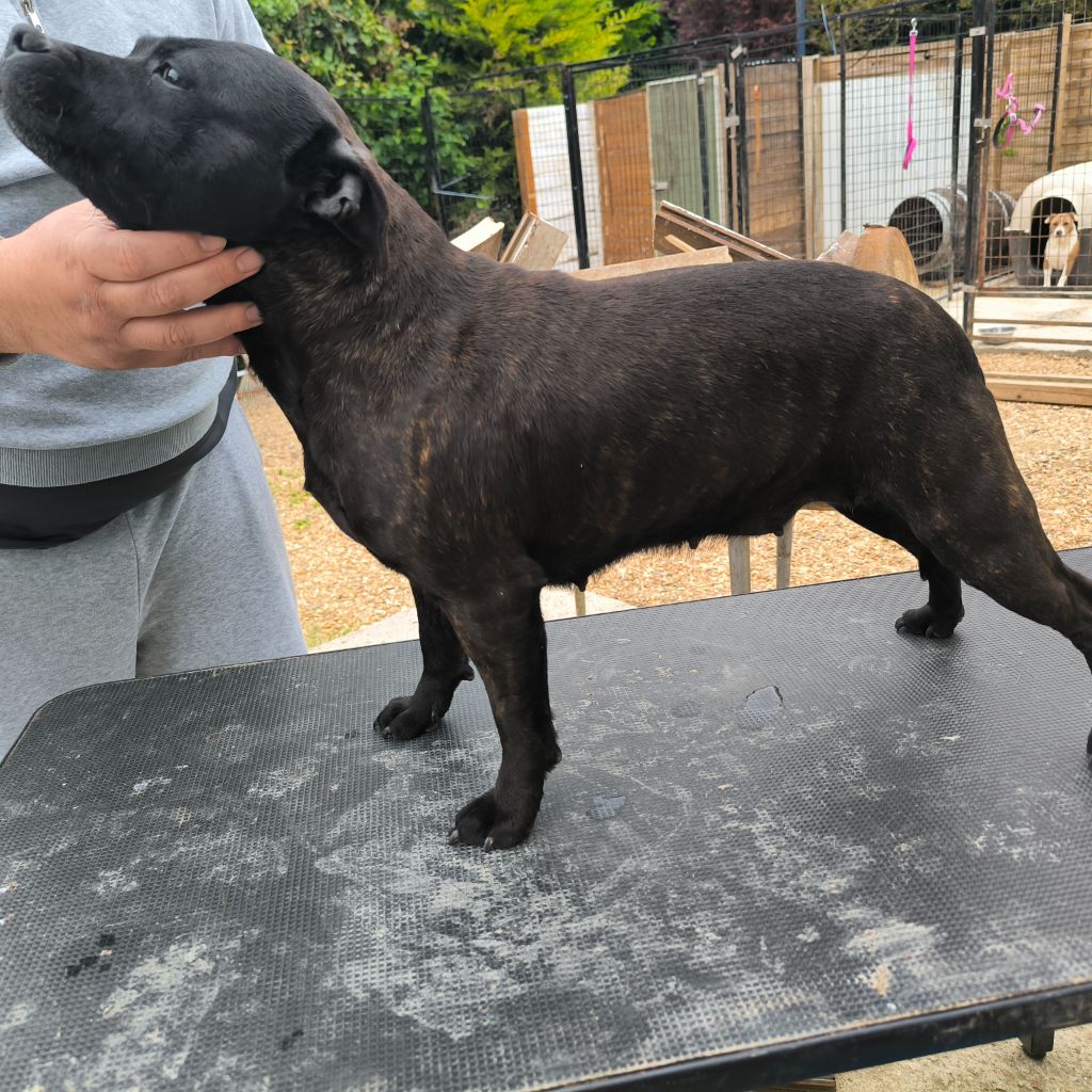 R-shelby (Sans Affixe)